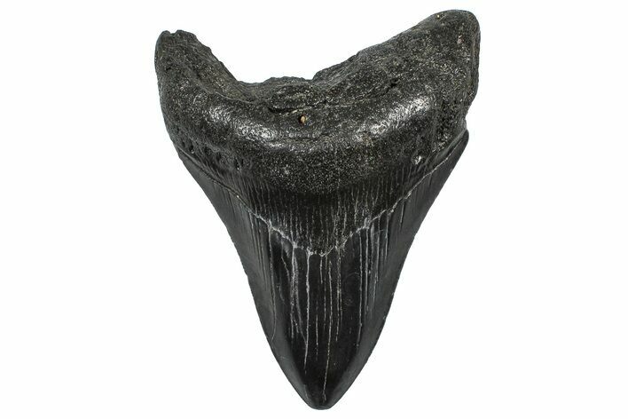 Serrated, Fossil Megalodon Tooth - South Carolina #362461
